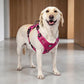🐕 50% OFF! ✨ Outdoor Heavy-Duty Dog Vest Harness – Ergonomic No-Pull Chest Design, Multi-Point Adjustment & Breathable Mesh Lining – Climbing-Grade Buckles with Control Handle for Safe Walks 🦮